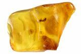 Fossil Ant, Mite & Wasp In Baltic Amber #84651-5